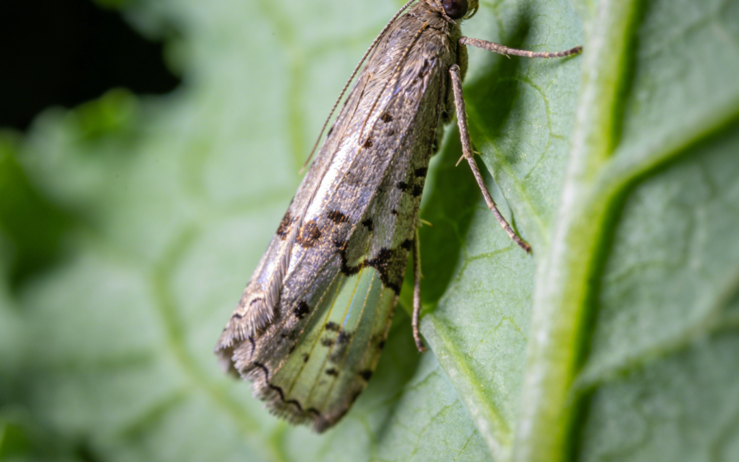 How To Apply Chlorantraniliprole Against Diamondback Moths?