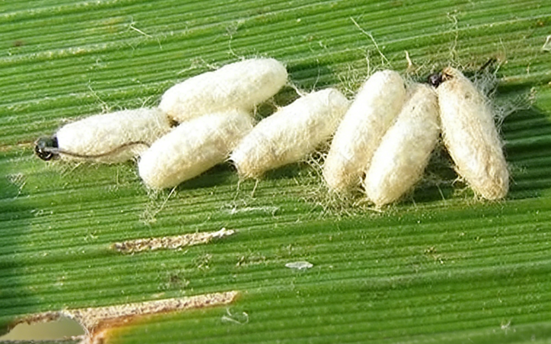 How To Use Chlorantraniliprole For Corn Borer Control?
