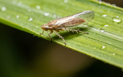 Chlorantraniliprole: A Practical Guide To Controlling Rice Planthoppers