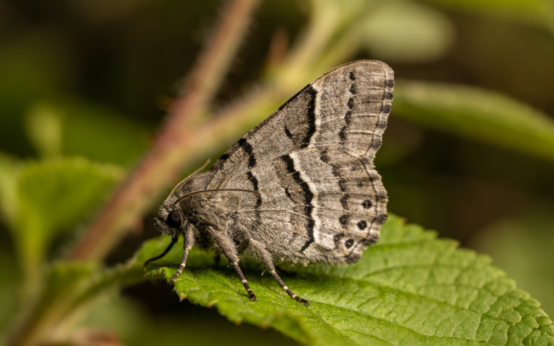 The 5 Most Effectively Controlled Pests By Chlorantraniliprole