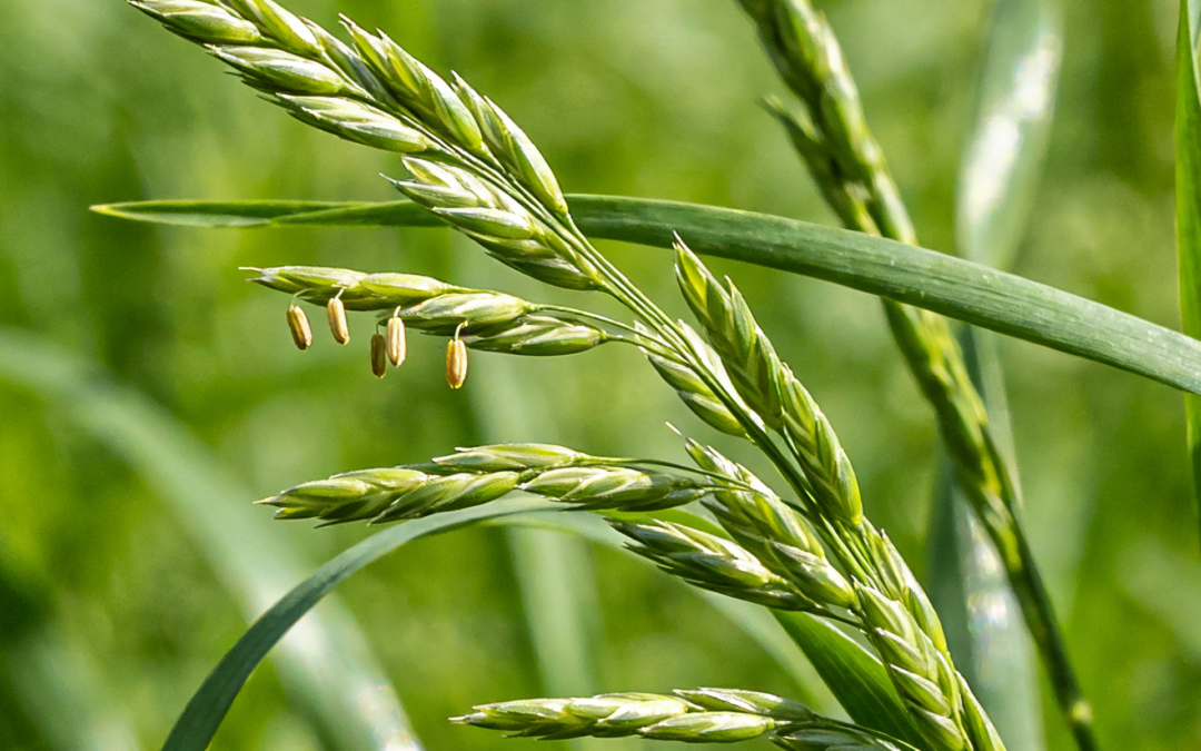 Glyphosate Efficacy: Does It Work On Annual Meadow Grass?