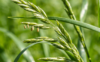 Glyphosate Efficacy: Does It Work On Annual Meadow Grass?