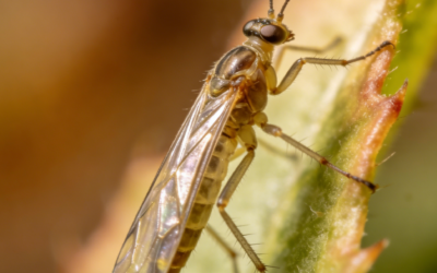 Thrips Control: Key Imidacloprid Application Tips