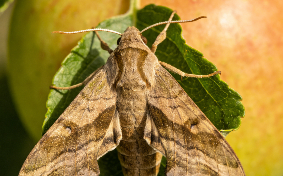 Chlorantraniliprole: How To Control Apple Leafroller Efficiently