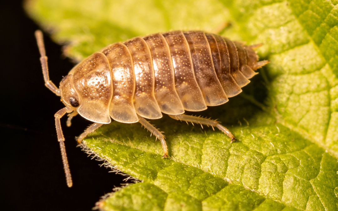 Proper Use Of Imidacloprid For Psyllid Pest Management