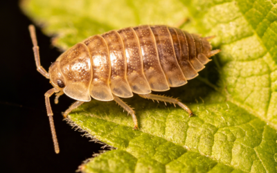 Proper Use Of Imidacloprid For Psyllid Pest Management