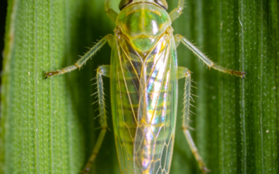 A Practical Guide To Using Imidacloprid For Planthoppers