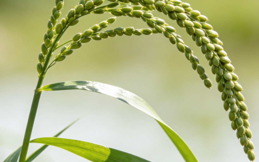 Glyphosate: An Effective Herbicide For Sprangletop Management