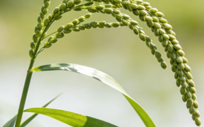 Glyphosate: An Effective Herbicide For Sprangletop Management