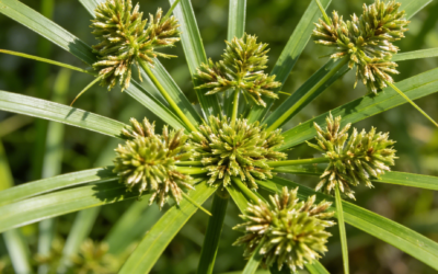 Can Glyphosate Effectively Eliminate Dwarf Umbrella Sedge?