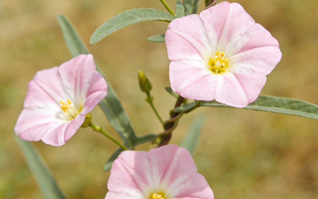 What You Need To Know: Glyphosate For Field Bindweed