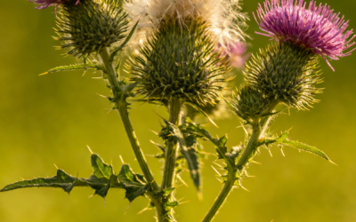 Using Glyphosate To Kill Field Thistle: Complete Guide